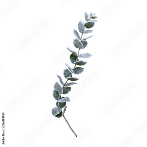 frosted eucalyptus branch