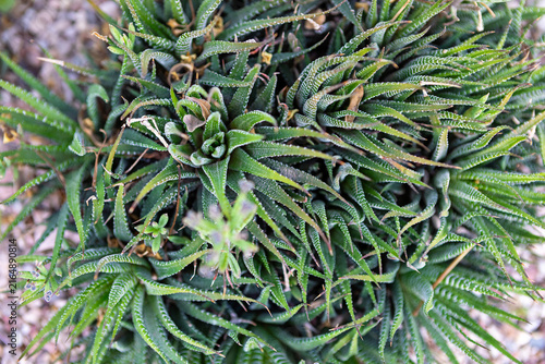 Vibrant green haworthia succulent plants creating an intricate natural tapestry in a sunny garden