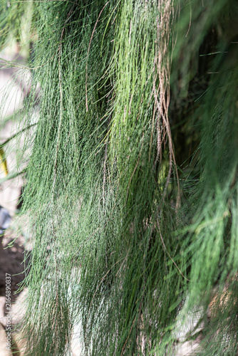 Delicate green festuca tendrils sway softly in a sunlit garden on a warm afternoon