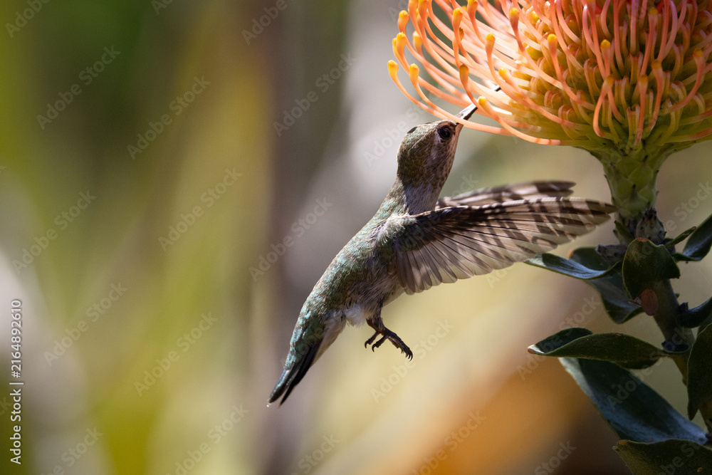Naklejka premium Beautiful wings on an Anna's hummingbird feeding from an orange pincushion flower in a garden in San Diego California. 
