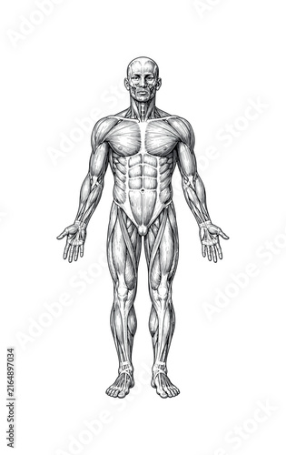 Detailed anatomical illustration of the human muscular system