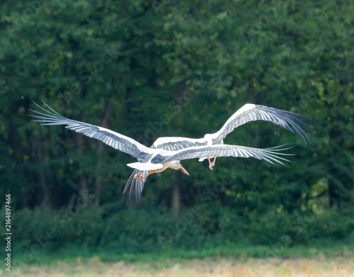 flying bird in flight