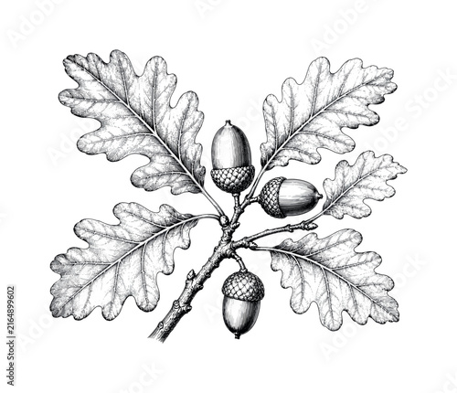Detailed illustration of oak leaves and acorns on a branch