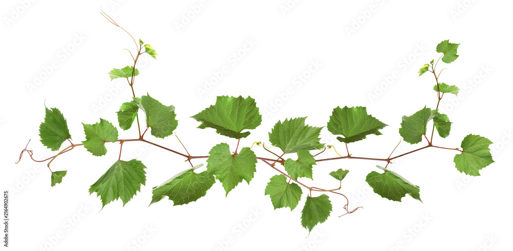 Fototapeta premium Grapevine with green leaves on transparent background