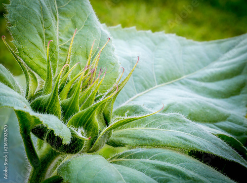 Fotografie close up of a sunflower bud