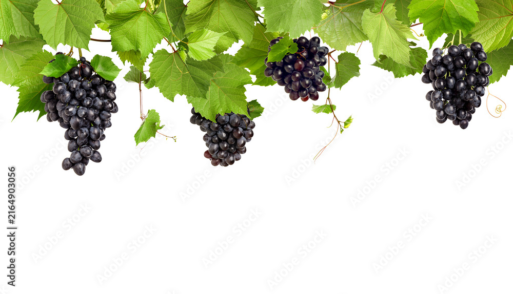 Fototapeta premium Grapevine with green leaves and grapes on transparent background