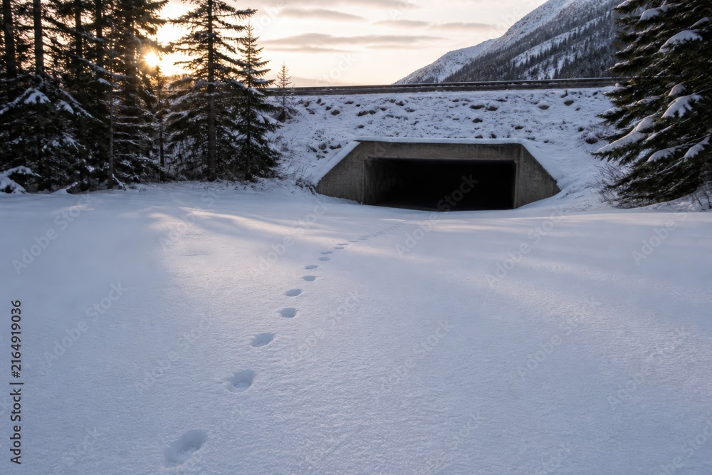 Naklejka premium Wildlife Crossing Monitoring Winter Tracks Mountain Underpass