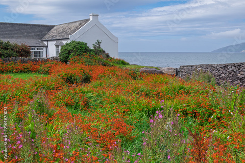 Foto Feld mit Montbretien (Crocosmia) am Ring of Kerry, Irland