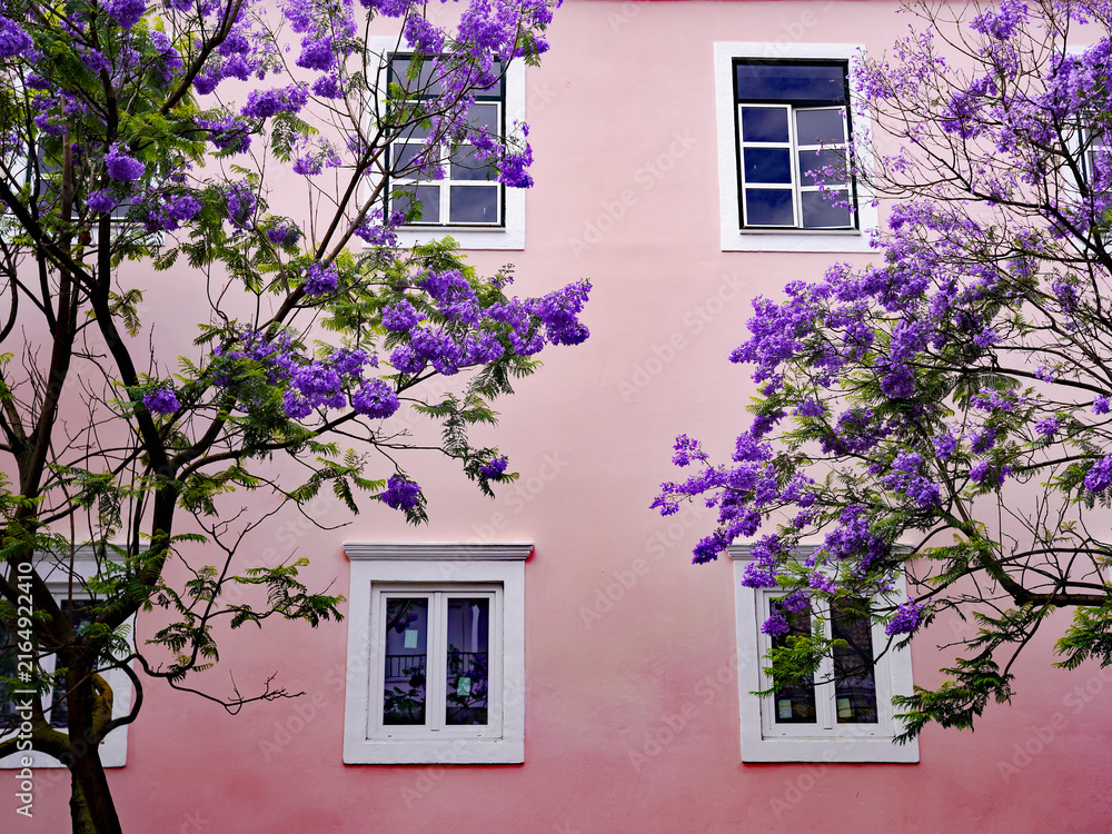 Naklejka premium Blooming purple jacaranda tree branches frame white-trimmed windows on a pastel pink stucco building facade in Lisbon, Portugal