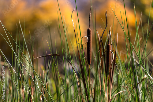 Obraz na plátne Dense stand of tall reeds growing along a wetland shoreline, swaying in the wind and forming a natural habitat rich in biodiversity and calm waterside scenery