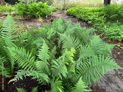 The male fern (Dryopteris filix-mas, Syn. Aspidium filix-mas), Echter Wurmfarn, Gewöhnlicher bzw. Gemeiner Wurmfarn oder Männerfarn bzw. Männlicher Wurmfarn, Fougère mâle, Helecho macho, Felce maschio