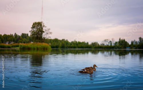 Anchorage Alaska inner city wildlife refuge at the Westchester Lagoon with two brown ducks swimming