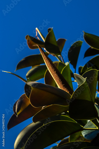 Canvastavla Close up of a rubber plant (Ficus elastica) sprout with vibrant green leathery leaves growing outdoor in a public park, clear blue sky background, in Brazil