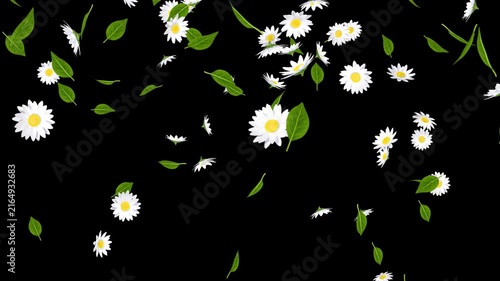 Falling margaret flower and leaves particles Animation, 3D Loop with Alpha Channel