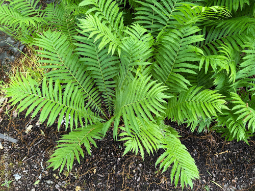 Ostrich fern (Matteuccia pensylvanica, syn. Matteuccia struthiopteris sub. pensylvanica), Amerikanischer Straußenfarn oder Amerikanischer Straussenfarn - The Botanical Garden St. Gallen, Switzerland