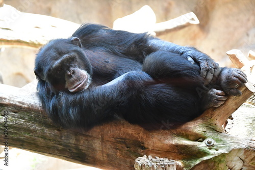 CHIMPANCÉ