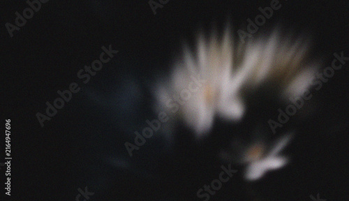 Dreamy Blurred White Flower Blossom Against Dark Black Background with Soft Focus