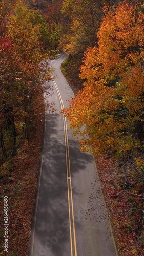 Evening autumn landscape featuring empty forest road lined with glowing trees in brilliant shades of gold, orange and red.
