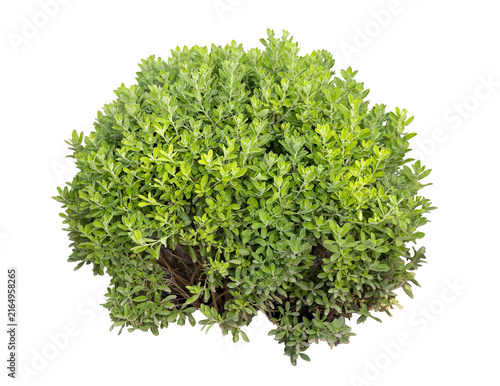 фотографія Tropical plant fence bush green shrub tree isolated on white background with clipping path