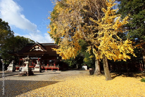 神社の境内の色づいた銀杏
