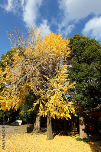 神社の境内の色づいた銀杏　