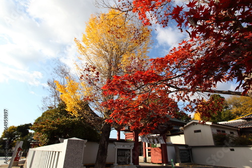 神社の境内の紅葉　