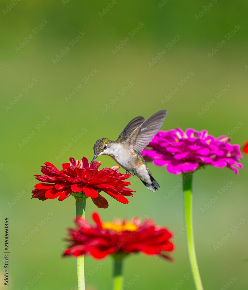 Naklejka premium close up on flying ruby throated hummingbird above flower