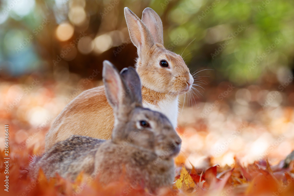Naklejka premium Two rabbits among autumn leaves on Okunoshima Rabbit Island, Japan