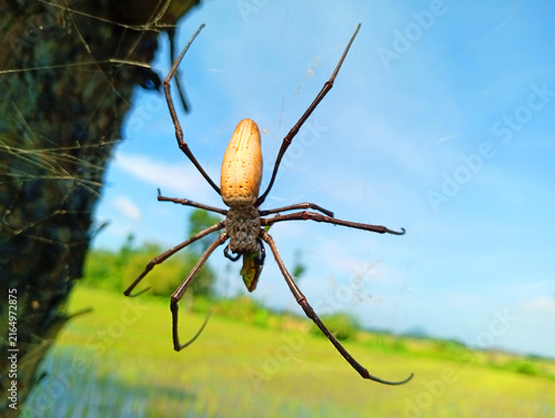 Cuadro en lienzo Macro shot of a golden orb weaver spider resting on a web against a blue sky wit