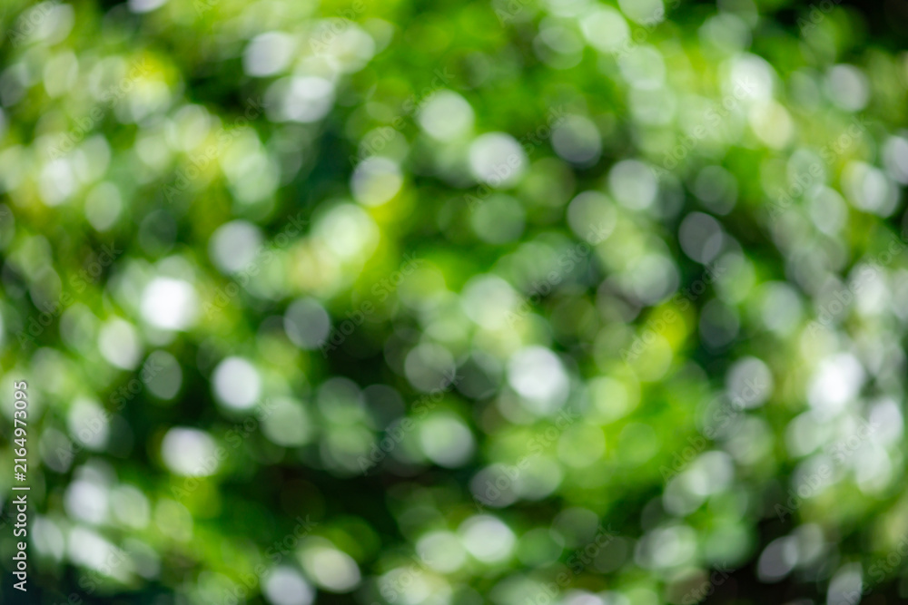 Fototapeta premium Green background with spring bokeh. Green background featuring blurry leaf. Soft blur fills green background. Natural bokeh and green background with blurry leaf.