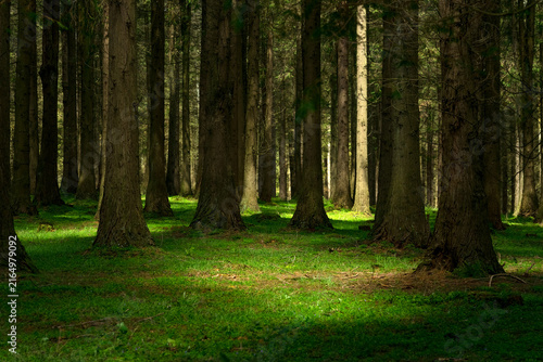 Tranquil Cypress Forest Interior in the Basque Country, Spain
