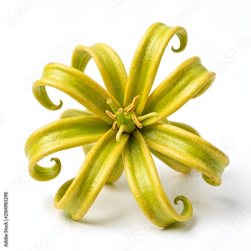 Exotic Yellow Green Ylang Ylang Flower Isolated on White Background Cananga Odorata Essential Oil Blossom
