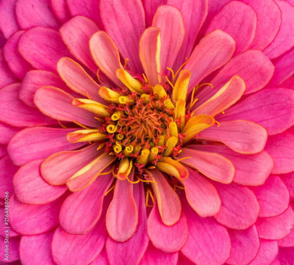 Obraz premium Macro shot of a pink zinnia flower