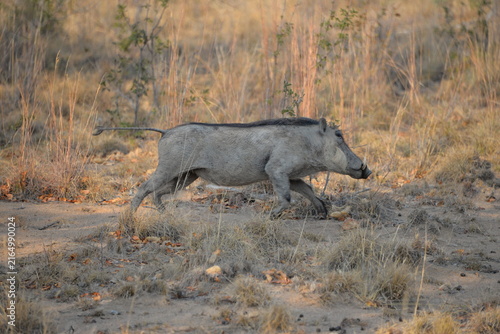 Obraz na płótnie African Warthog Walking Through Dry Grassland