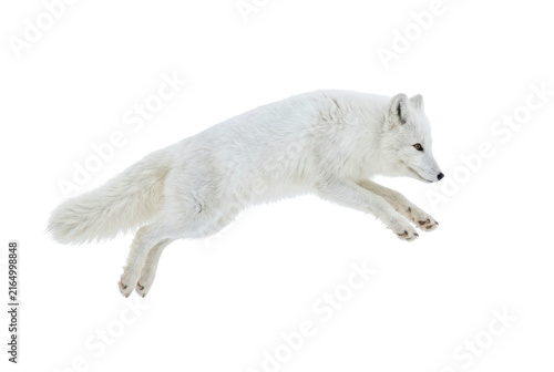 Arctic fox leaping in midair isolated on solid black background