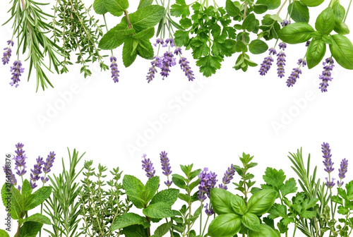 Assorted Fresh Culinary Herbs and Lavender Flowers Border on Black