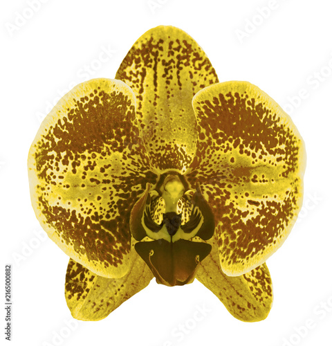 Yellow iris flower macro