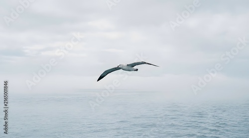 Wandering Albatross Flying Low Over Calm Misty Ocean Under Overcast Sky