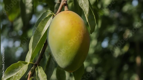 Close-up of a mango hanging on a tree