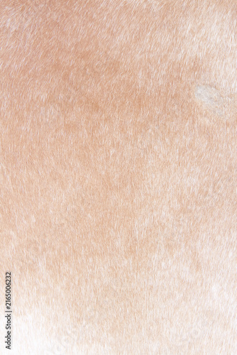 Brown dog fur soft patterns texture