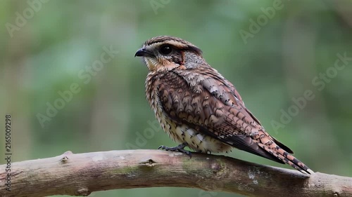 Northern hawk-owl perched on mossy branch scanning forest for prey in daylight