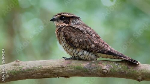 Close-up of brown speckled nightjar bird perched on weathered branch in natural habitat