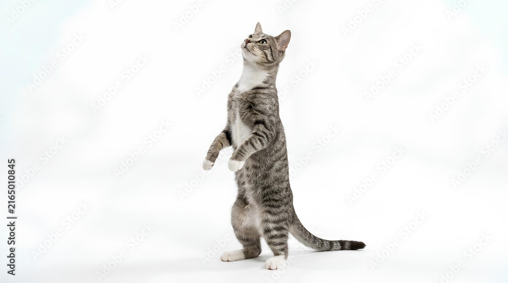 Fototapeta premium Tabby kitten standing on hind legs looking up.