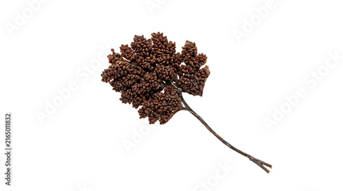 Clustered brown floral seed pods isolated on transparent background detailed natural dried plant elements for artistic composition and rustic interior decor.