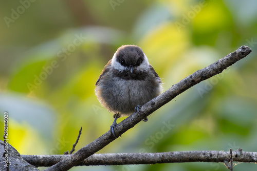 Fotografía serious chestnut-backed chickadee standing on a branch