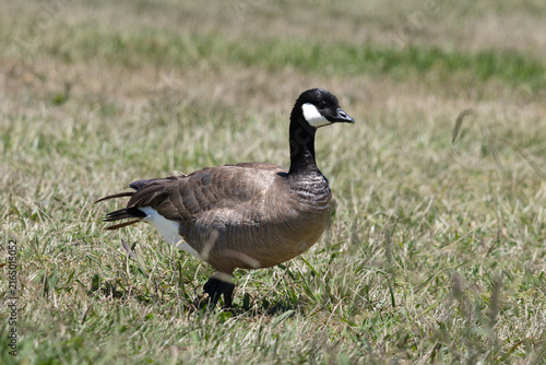 Фотография cackling goose standing on the grass