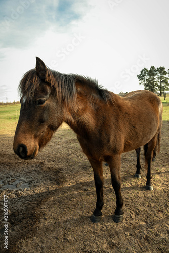 Fototapeta Caballo