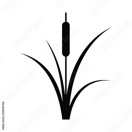 Фотография Black cattail plant silhouette isolated on white background for nature and garde