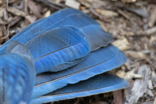 Foto feather detail of a Steller's jay