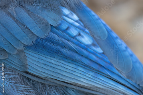 Fotografía feather detail of a Steller's jay